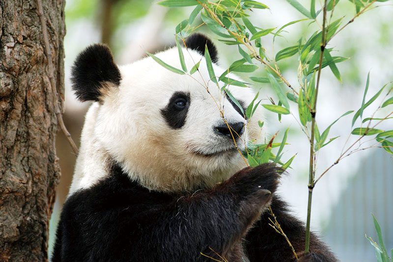 【若い力91号】神戸が誇る「王子動物園」＆「須磨海浜水族園」